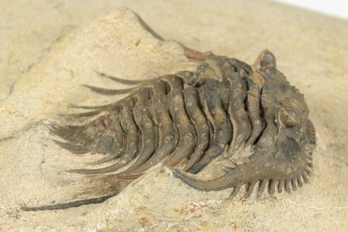 Spiny Leonaspis Trilobite - Foum Zguid, Morocco #204438